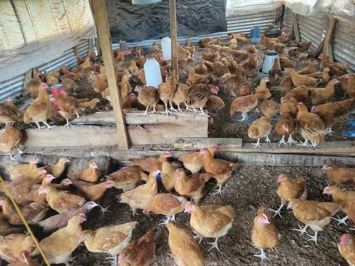 Growing layer pullets