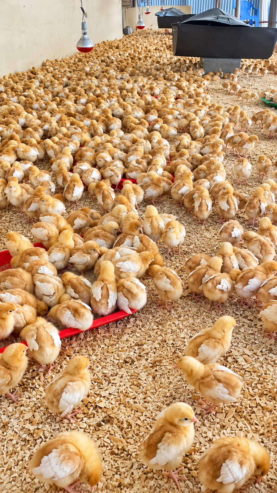 Rainbow layer chickens