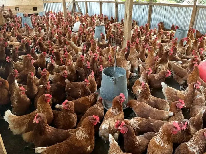Point-of-lay layer pullets