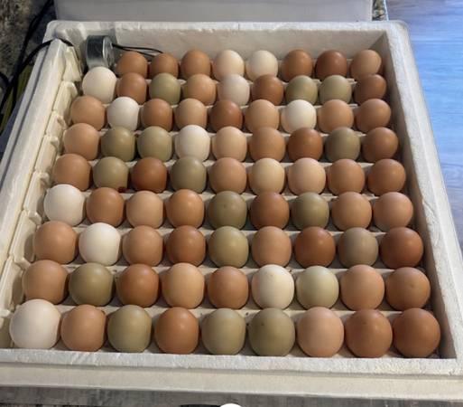 Fertilized poultry eggs
